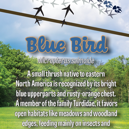 Wild Animal Tracks Bluebird Nature Bookmark