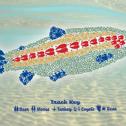 Trout Notes