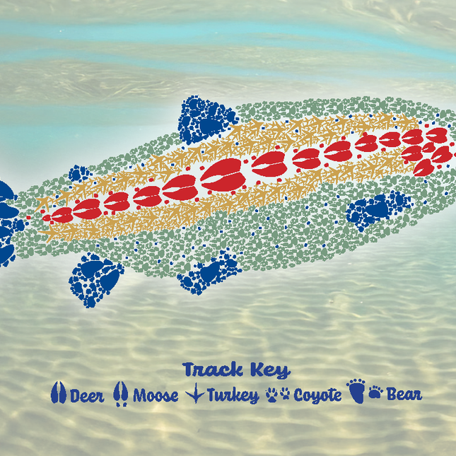 Trout Notes
