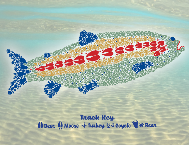 Trout Notes