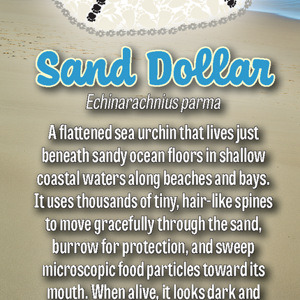 Wild Animal Tracks Sand Dollar Bookmark — Beach Nature Gift