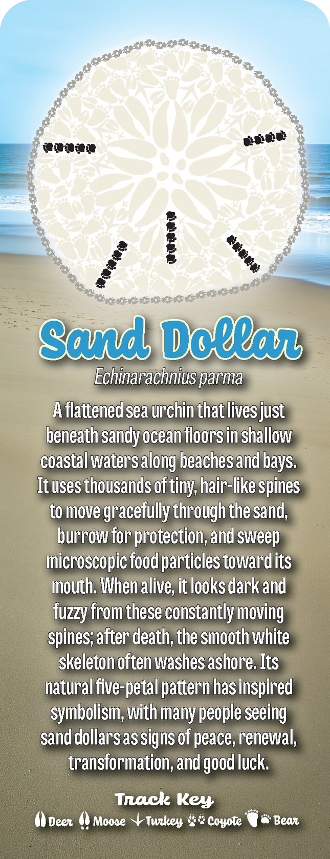 Wild Animal Tracks Sand Dollar Bookmark — Beach Nature Gift