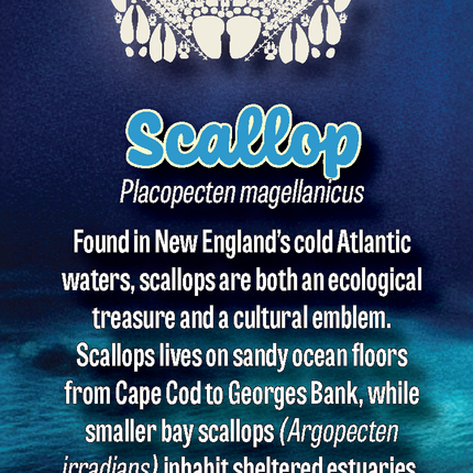 Wild Animal Tracks Scallop Shell Bookmark — Coastal Nature Gift