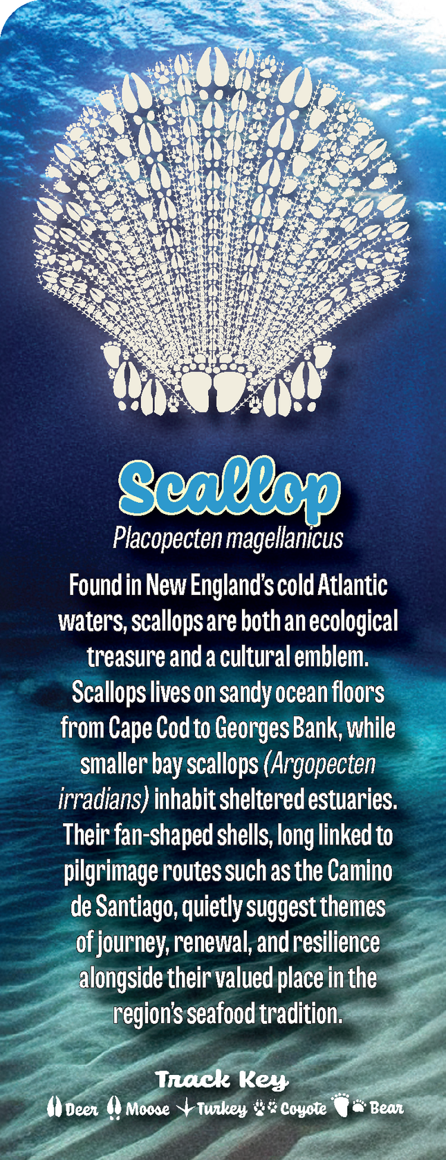 Wild Animal Tracks Scallop Shell Bookmark — Coastal Nature Gift