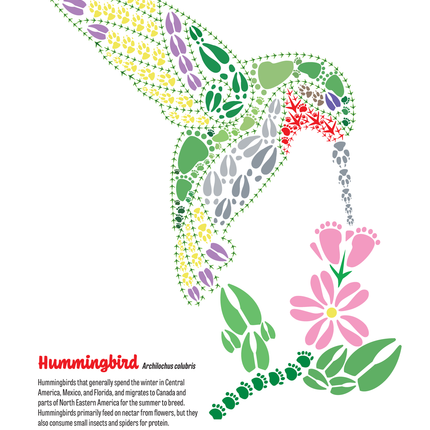 Track Trails: Color, Track & Discover — Wild Animal Track Designs Activity Book