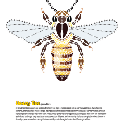Track Trails: Color, Track & Discover — Wild Animal Track Designs Activity Book